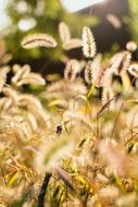 Setaria Viridis Plants field