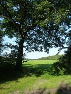 Field Tree Oak