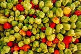 hot peppers harvest