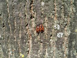 Nature Couple Love