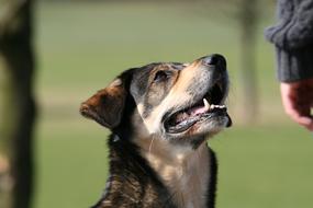 Beautiful, cute and colorful dog in sunlight, near the human