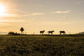 cute horses on the farm at dawn