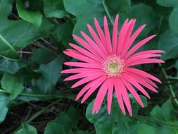 Pink Color Flower Blossom