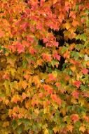 pink, orange and green leaves on an autumn tree