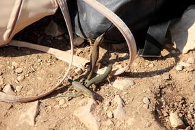 lizards crawl on women's bags