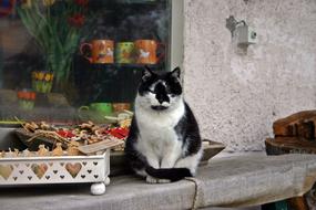 black and white domestic cat sitting by the window