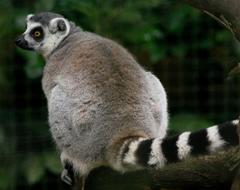 incredible Lemur Ring Tailed Primate