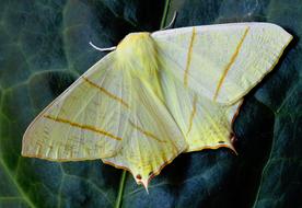 yellow moth sits on a dark green leaf