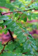 Acacia Foliage Rain