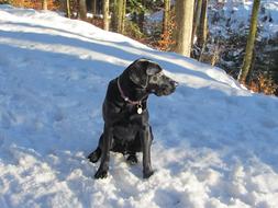 Beautiful and cute, black Labrador on the white snow, near the trees in winter