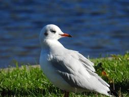 seagull on green grass near a pond