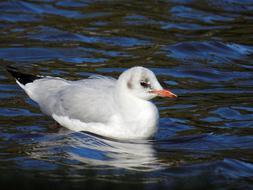 gray and white seagull swimming in the North Sea