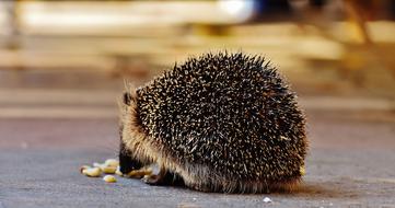 tiny hedgehog eating seeds