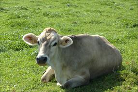 a big cow in a green meadow