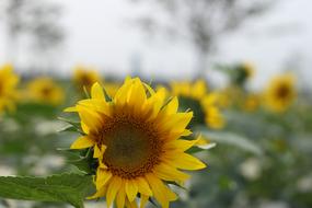 Sunflower Green Open Country