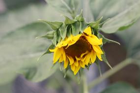 Sunflower Green Open Country