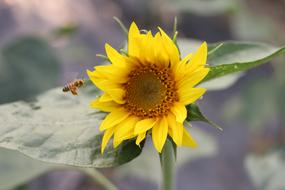 Sunflower Green Open Country