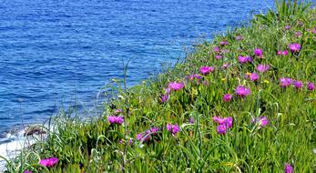 LoÅ¡inj Sea Blossom