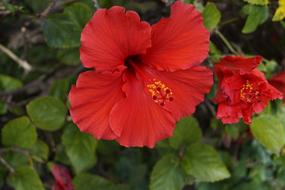 bright red hibiscus blooms in the garden