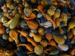 fall fresh pumpkins