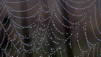 Spider Web Drops in forest