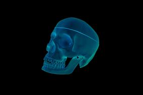 skull roentgen 3d