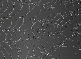 Spider Web Drops Dew