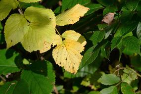 Autumn Leaves Nature In The