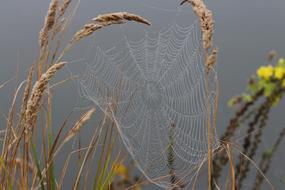 Spider Web Drops Dew