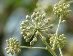 Ivy Flower Plant Architecture