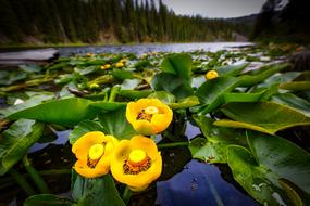 Lily Pads Blooming Flowers