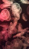 lot of Eared Aurelia in the water