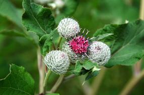 Burdock Blossom Bloom