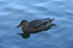 duck in blue water