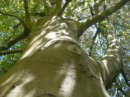 Tree Crown Green