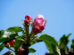 Old Country Meadow Blossom