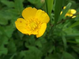 Buttercup Pointed Flower Flowers
