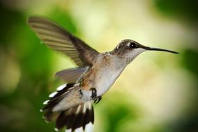 Hummingbird In Flight close-up on a blurred background