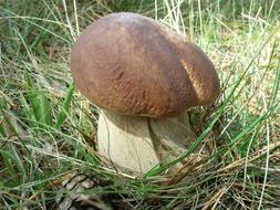 Boletus Edulis Fungus Mycology