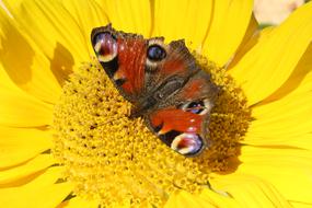 enchanting Yellow Butterfly