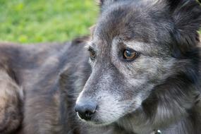 gray domestic dog is resting in the garden