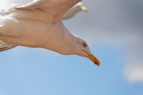 water seagull in flight