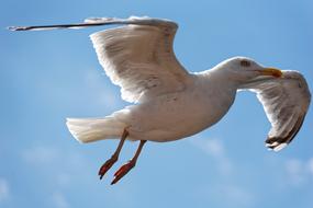 Gull Bird Close Up