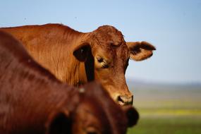 brown Cattle on Farm