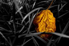 Plant Still Life The Leaves