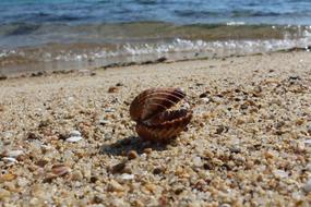 Seashell Natural Beach