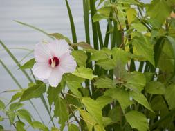 Flower Water Pond