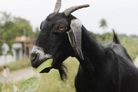 incredible Goat Black