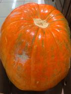 ripe pumpkin autumn