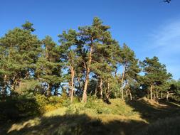 Nature Trees Landscape